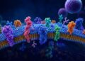 Un nuevo método identifica con gran precisión las proteínas de la superficie celular, fundamentales en inmunoterapia