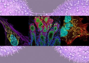 Científicos presentan más de 600 nuevos modelos de tejido de cáncer humano