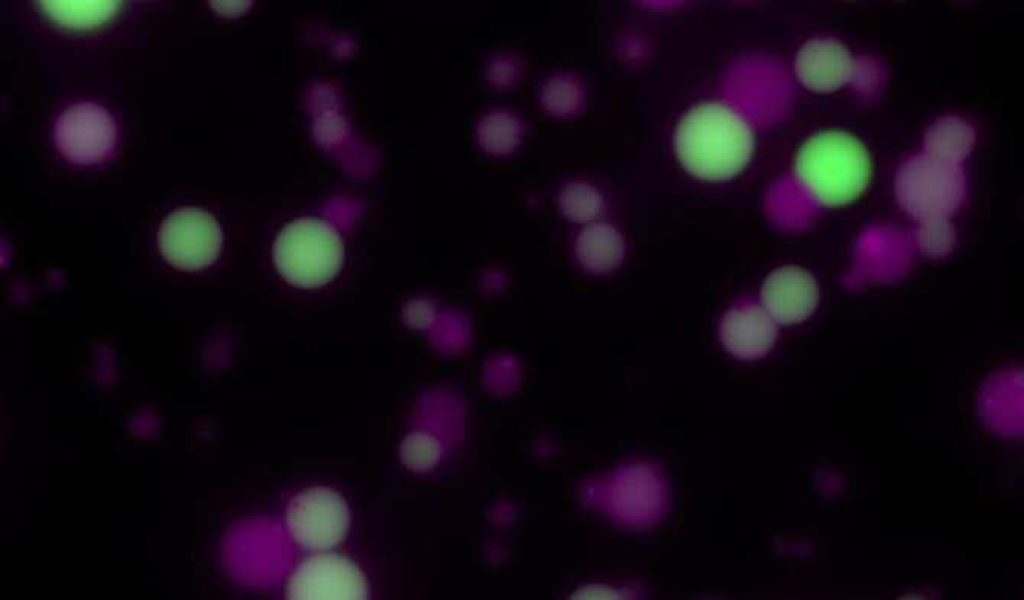 362_celulas-sinteticas-para-liberar-medicamentos