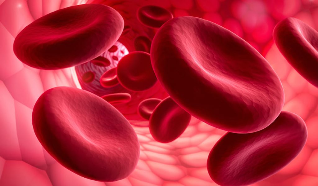 Red blood cells floating inside a blood vessel - Erythrocyte 3D illustration