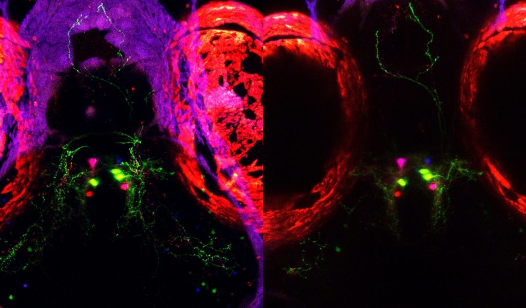 qrfp-brainbow-fish1cropped (002)