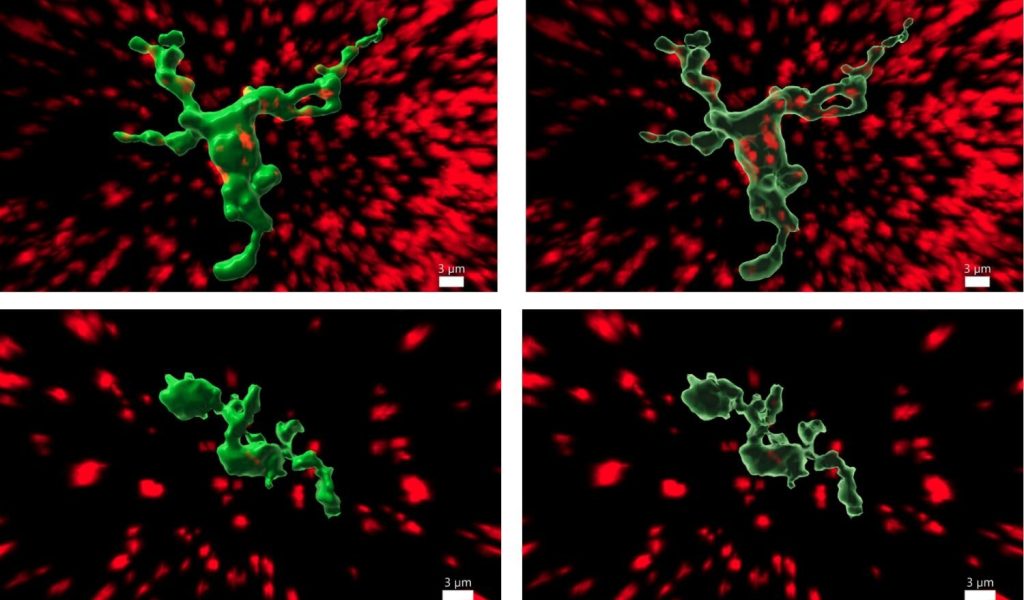 una-investigacion-del-cnio-vincula-la-fertilidad-con-celulas-inmunitarias-en-el-cerebro-4-scaled